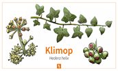 Klimop- Hedera helix