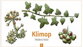 Klimop - Hedera helix